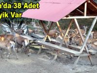 SAMSUN’DA 38 ADET GEYİK VAR