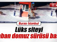 Lüks siteyi domuz sürüsü bastı