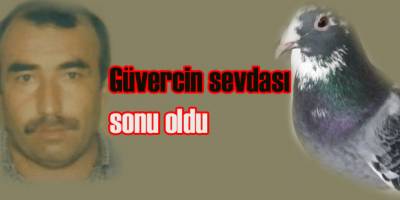 Güvercin sevdası sonu oldu
