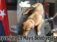 Yaralı hayvanlara 19 Mayıs Belediyesi sahip çıktı