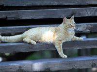 Kedi kasabasına yeni misafir