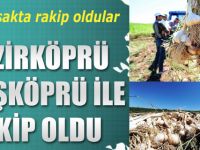 Sarımsak ile rakip oldular
