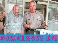 Yaralı Baykuşa Doktor eli