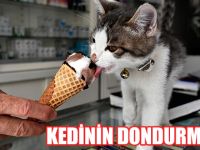 Sıcağa dayanamayan Kedi Dondurma ile serinledi