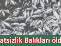 Dikkatsizlik Balıkları öldürdü