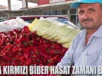 BAFRA DA KIRMIZI BİBER HASAT ZAMANI BAŞLADI