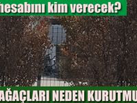 Irmak kenarında ağaçları kuruttular!