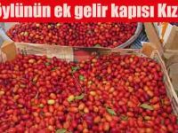 Köylünün ek gelir kapısı Kızılcık