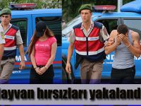 Hayvan hırsızları yakalandı