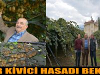 SÜPER KİVİCİ HASADI BEKLİYOR