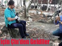 Kediler için Çin'den Geldiler