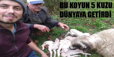 5 kuzu dünyaya getiren koyun ilgi odağı