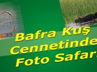 Bafra Kuş Cennetinde Foto Safari