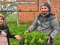 GERZE'DE ORGANİK TARIM GELİŞİYOR