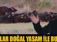 Mandalar Doğal Yaşam İle Buluştu