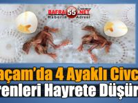 Alaçam’da 4 Ayaklı Civciv görenleri hayrete düşürdü