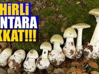 Zehirli Mantara Dikkat !!!