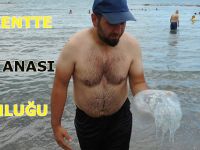 YAKAKENT DENİZİNDE DENİZ ANASI PANİĞİ