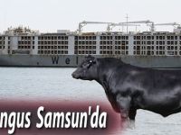 20 Bin Angus Samsun'da
