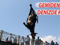 GEMİDEN KAÇAN ANGUS DENİZDE KESİLDİ
