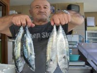 İlk Palamut Tezgahta Yerini Aldı