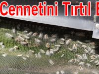 Otantik Çadırı Tırtıl Bastı