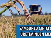 Samsunlu çiftçi çeltik üretiminden memnun