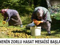 Kestanenin Zorlu Hasat Mesaisi Başladı