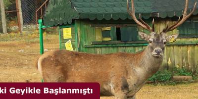 İki Geyikle Başlanmıştı
