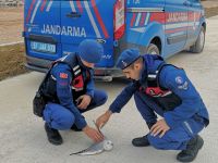 Jandarmadan Yaralı Martıya Yardım
