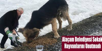 Alaçam Belediyesi Sokak Hayvanlarını Unutmadı