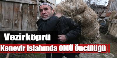 Kenevir Islahında OMÜ Öncülüğü