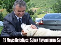 19 Mayıs Belediyesi Sokak Hayvanlarına Sahip Çıkıyor