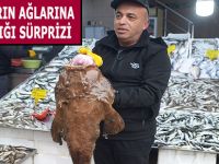 BALIKÇILARIN AĞLARINA FENER BALIĞI SÜRPRİZİ