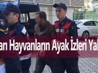 Hırsızları Hayvanların Ayak İzleri Yakalattı