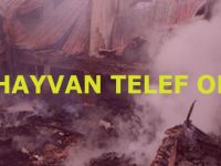 Alaçam'da Samanlık Yandı 30 Hayvan Telef Oldu