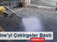 Medine'yi Çekirgeler Bastı