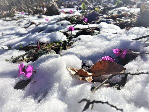 Baharın Koku suda güzelliği de bir başka güzel