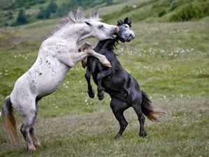 MÜTHİŞ GÖRÜNTÜLER