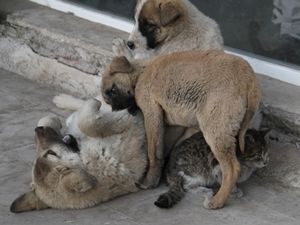 İNSANLARIN YAPAMADIĞINI YAPIYORLAR