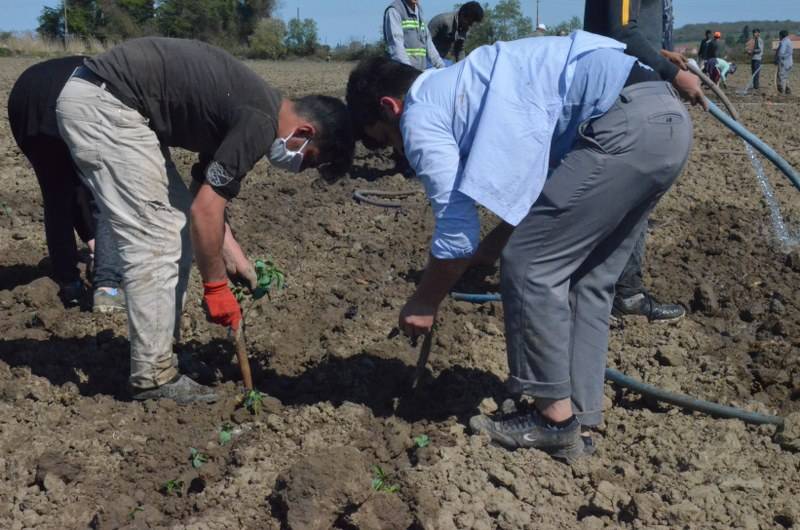 Sokağa çıkma kısıtlaması bulunan Samsun'da özel izinle biber ekimi 16