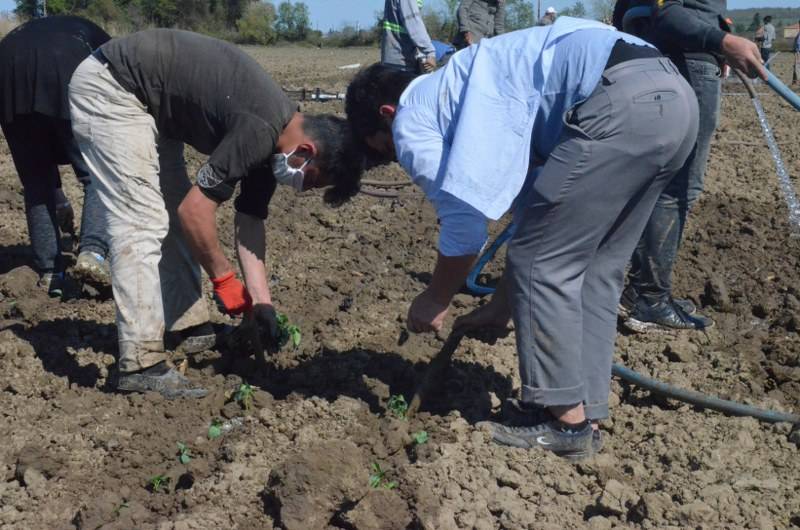 Sokağa çıkma kısıtlaması bulunan Samsun'da özel izinle biber ekimi 17