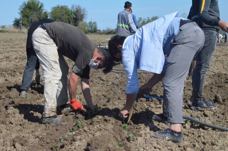 Sokağa çıkma kısıtlaması bulunan Samsun'da özel izinle biber ekimi 18