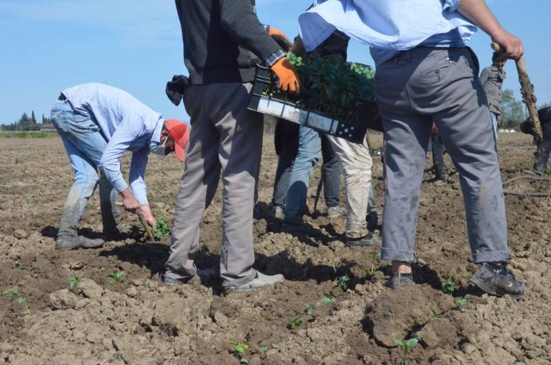 Sokağa çıkma kısıtlaması bulunan Samsun'da özel izinle biber ekimi 19