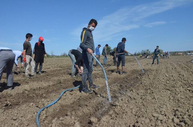 Sokağa çıkma kısıtlaması bulunan Samsun'da özel izinle biber ekimi 21