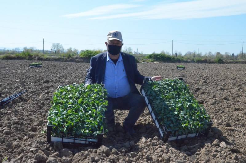 Sokağa çıkma kısıtlaması bulunan Samsun'da özel izinle biber ekimi 26