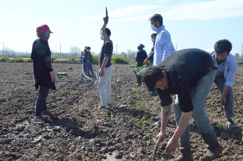 Sokağa çıkma kısıtlaması bulunan Samsun'da özel izinle biber ekimi 27