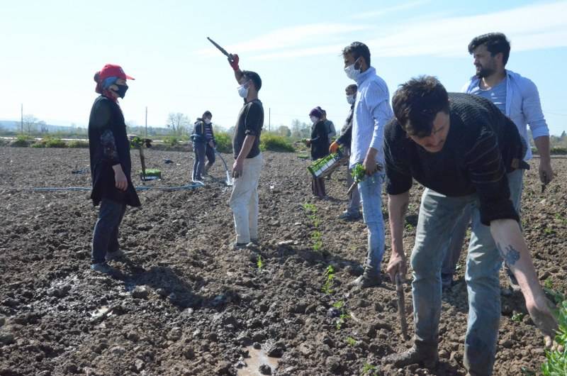 Sokağa çıkma kısıtlaması bulunan Samsun'da özel izinle biber ekimi 28