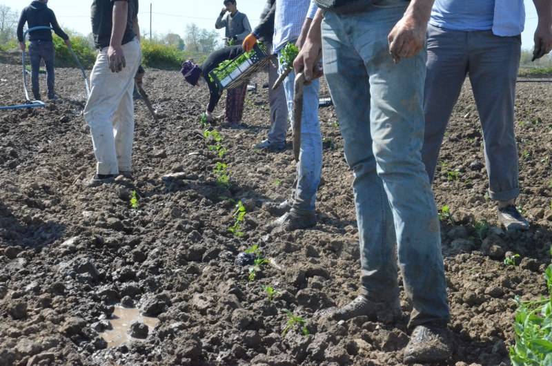 Sokağa çıkma kısıtlaması bulunan Samsun'da özel izinle biber ekimi 29