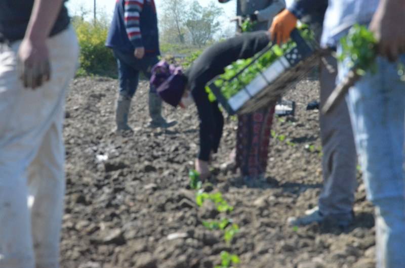 Sokağa çıkma kısıtlaması bulunan Samsun'da özel izinle biber ekimi 30